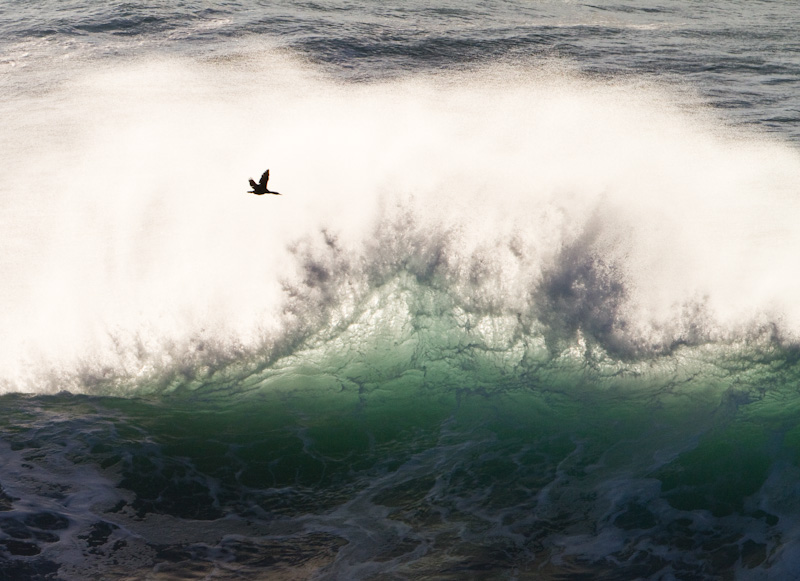 Cormorant And Breaking Wave